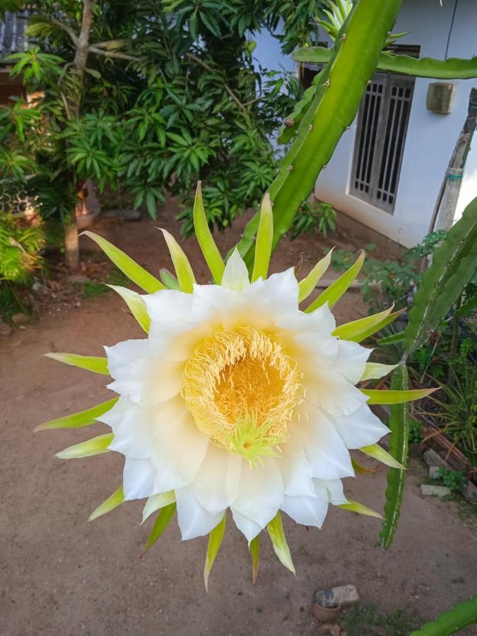 Sanaya Homestay Tangalle Luaran gambar