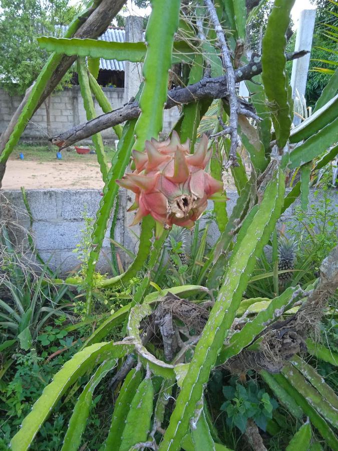 Sanaya Homestay Tangalle Luaran gambar